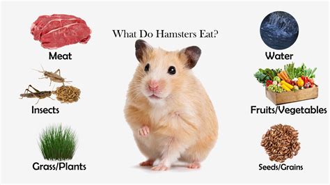 Can hamsters have meat?