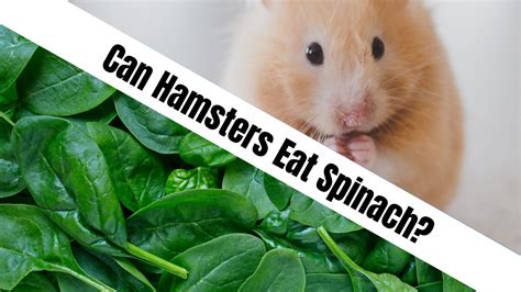 Can hamsters have spinach?