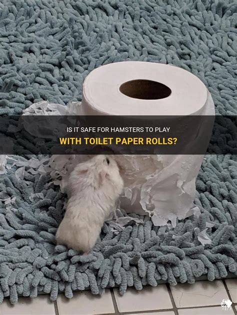 Can hamsters have toilet roll?