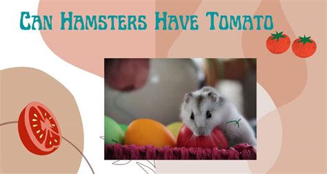 Can hamsters have tomato?