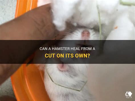 Can hamsters heal on their own?