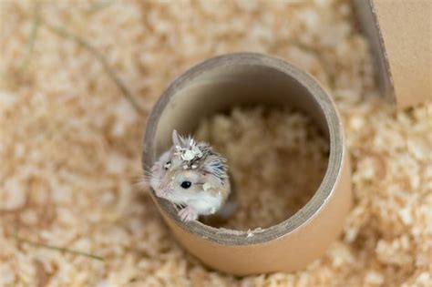 Can hamsters hear well?