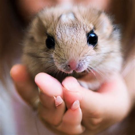 Can hamsters hiss at you?