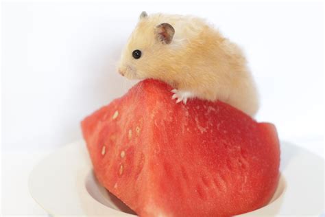 Can hamsters learn their names?