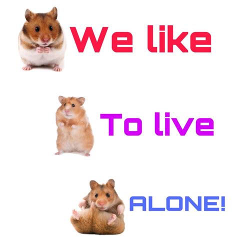 Can hamsters love alone?