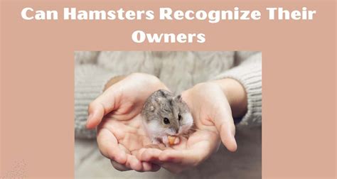 Can hamsters love their owners?