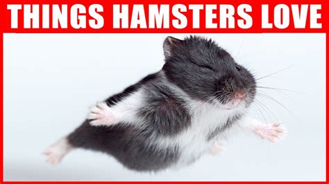 Can hamsters love us?