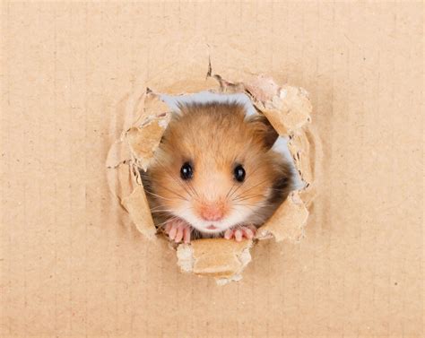 Can hamsters love you back?