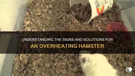 Can hamsters overheat?