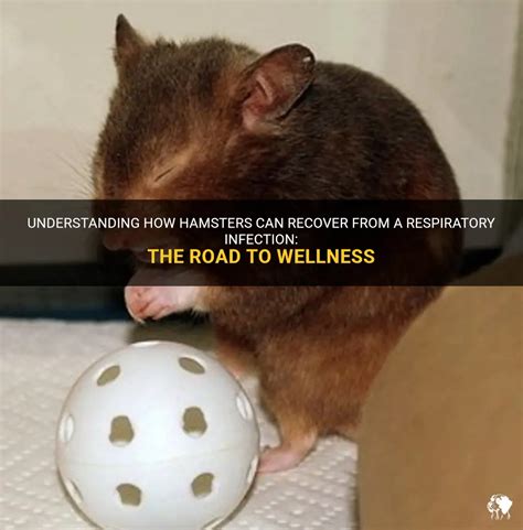 Can hamsters recover from a cold?