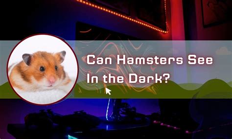 Can hamsters see in?