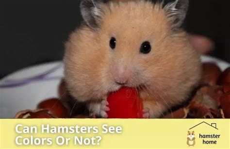 Can hamsters see red?