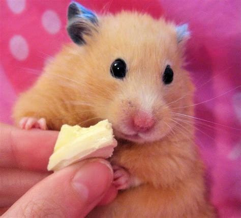 Can hamsters show emotion?
