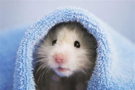 Can hamsters sleep in the cold?