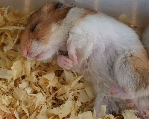 Can hamsters sleep with their eyes open?