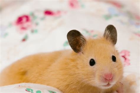 Can hamsters sneeze?