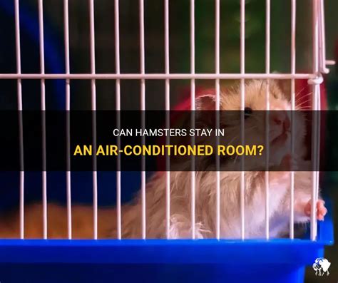 Can hamsters stay in air conditioned room?