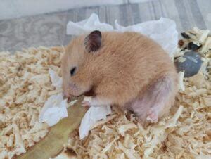 Can hamsters survive wet tail without treatment?