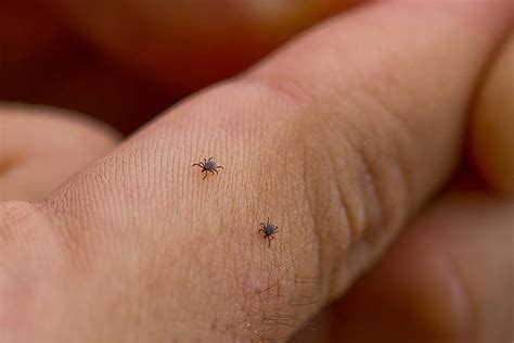 Can hay carry mites?