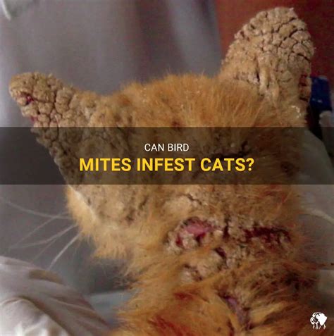 Can hay mites live on cats?