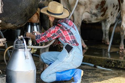 Can heifers produce milk?