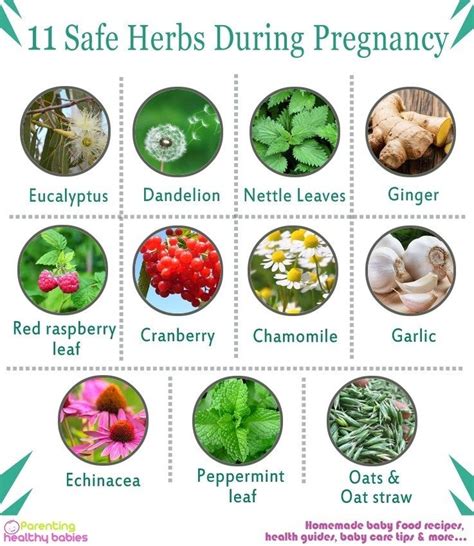 Can herbs affect early pregnancy?