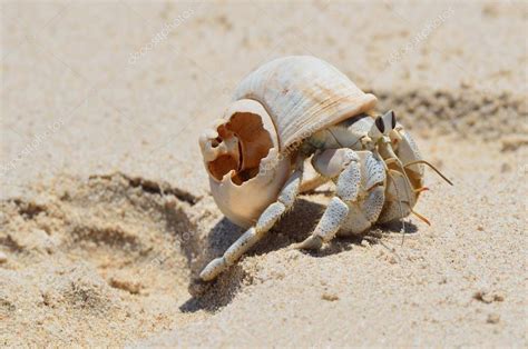 Can hermit crab sand be wet?