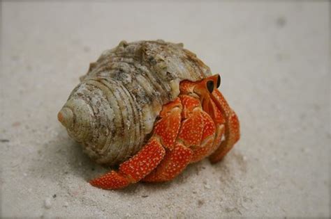 Can hermit crabs be shy?