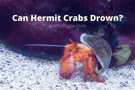 Can hermit crabs die in water?