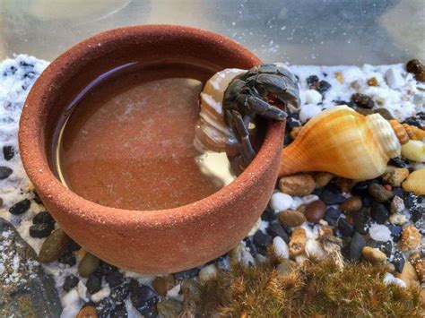 Can hermit crabs drink tap water?