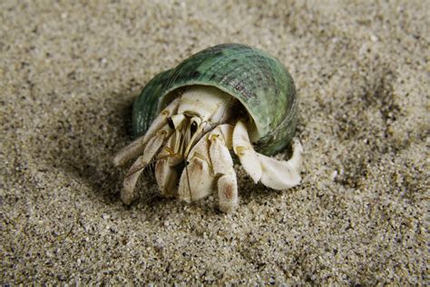 Can hermit crabs eat?