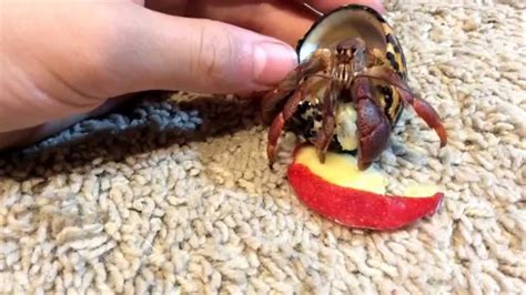 Can hermit crabs eat corn?