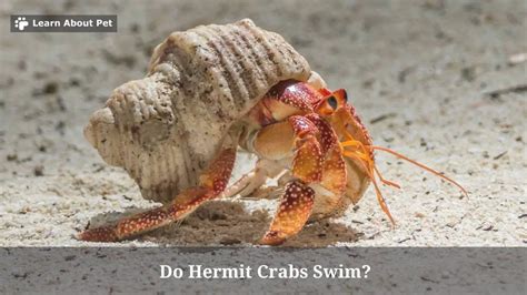 Can hermit crabs eat distilled water?