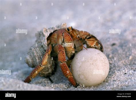 Can hermit crabs eat eggs?