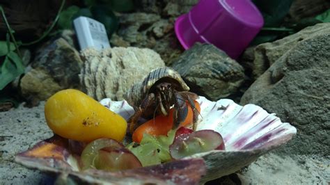 Can hermit crabs eat fruit?