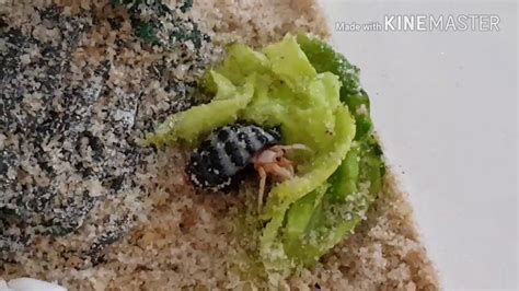 Can hermit crabs eat leaf lettuce?