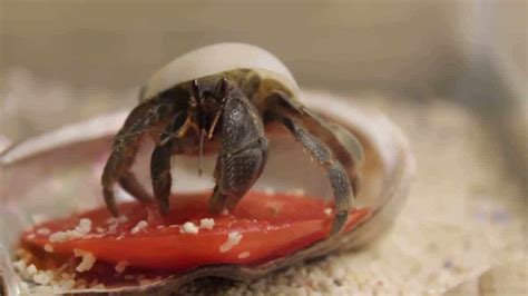 Can hermit crabs eat pine nuts?