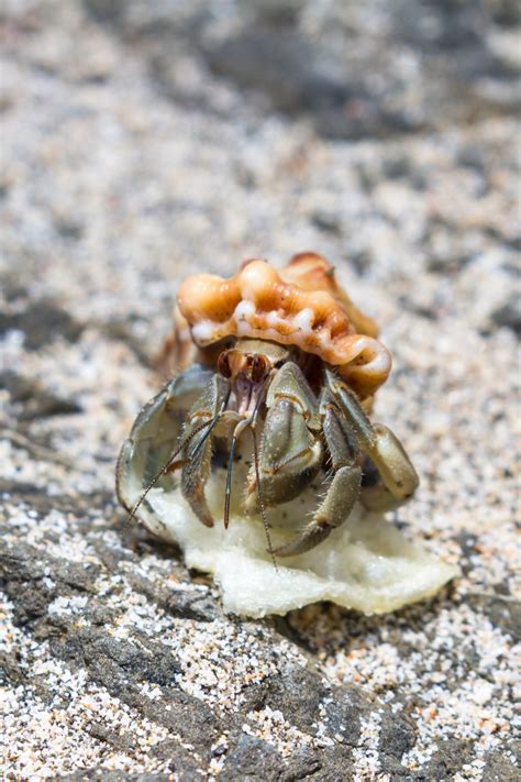 Can hermit crabs eat salad?