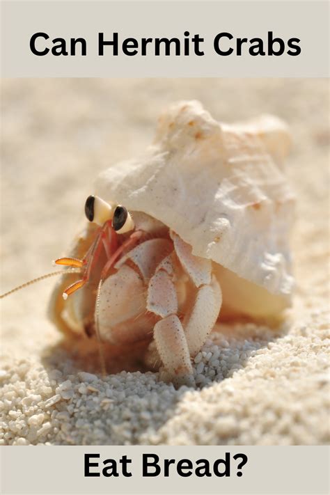 Can hermit crabs eat white bread?
