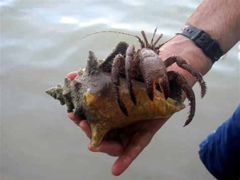 Can hermit crabs get big?