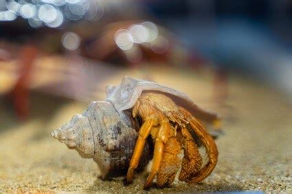 Can hermit crabs hear us?