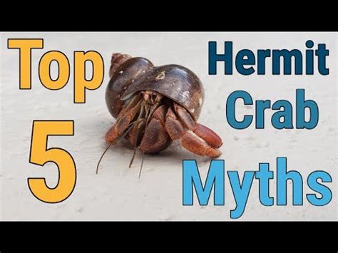 Can hermit crabs hurt?