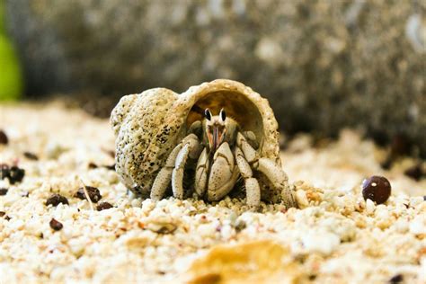 Can hermit crabs live in play sand?