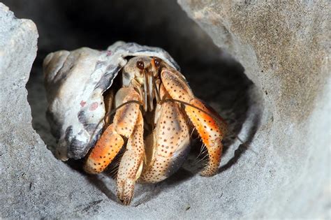 Can hermit crabs recognize you?