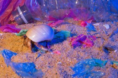 Can hermit crabs see Colour?
