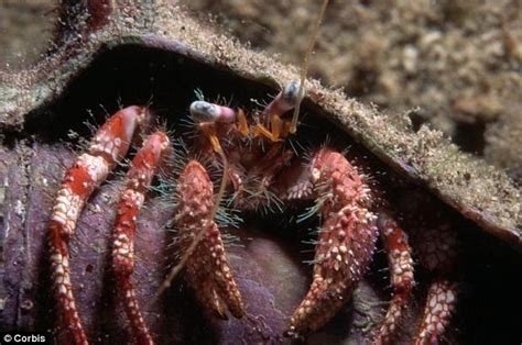 Can hermit crabs see UV light?