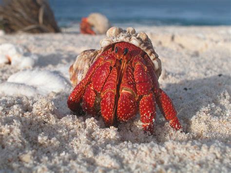 Can hermit crabs share a shell?