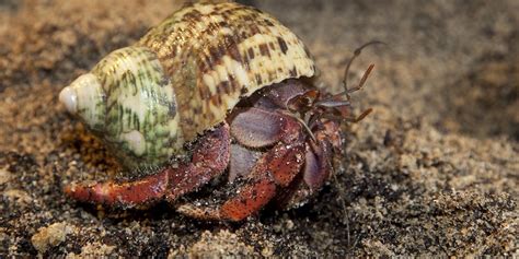 Can hermit crabs survive alone?