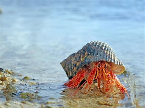 Can hermit crabs survive without food?