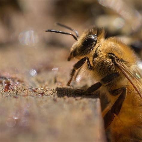 Can honeybees smell fear?